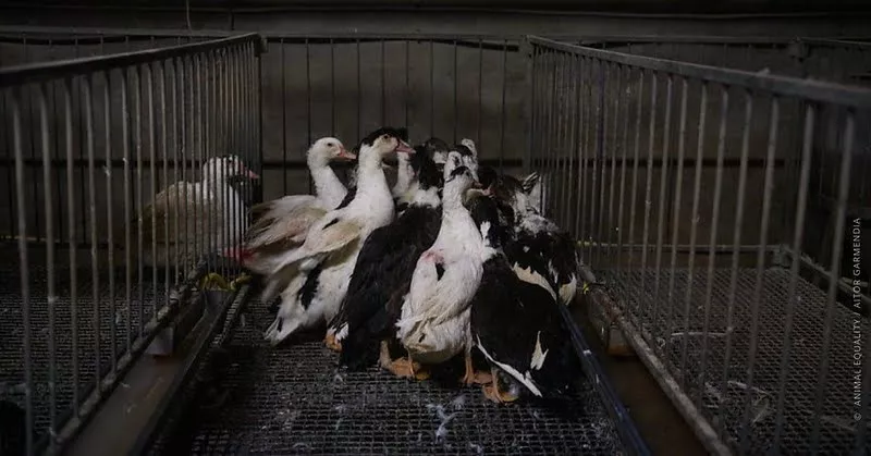 Ducks huddle together in a barren cage