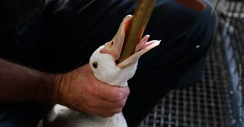 A duck being force-fed