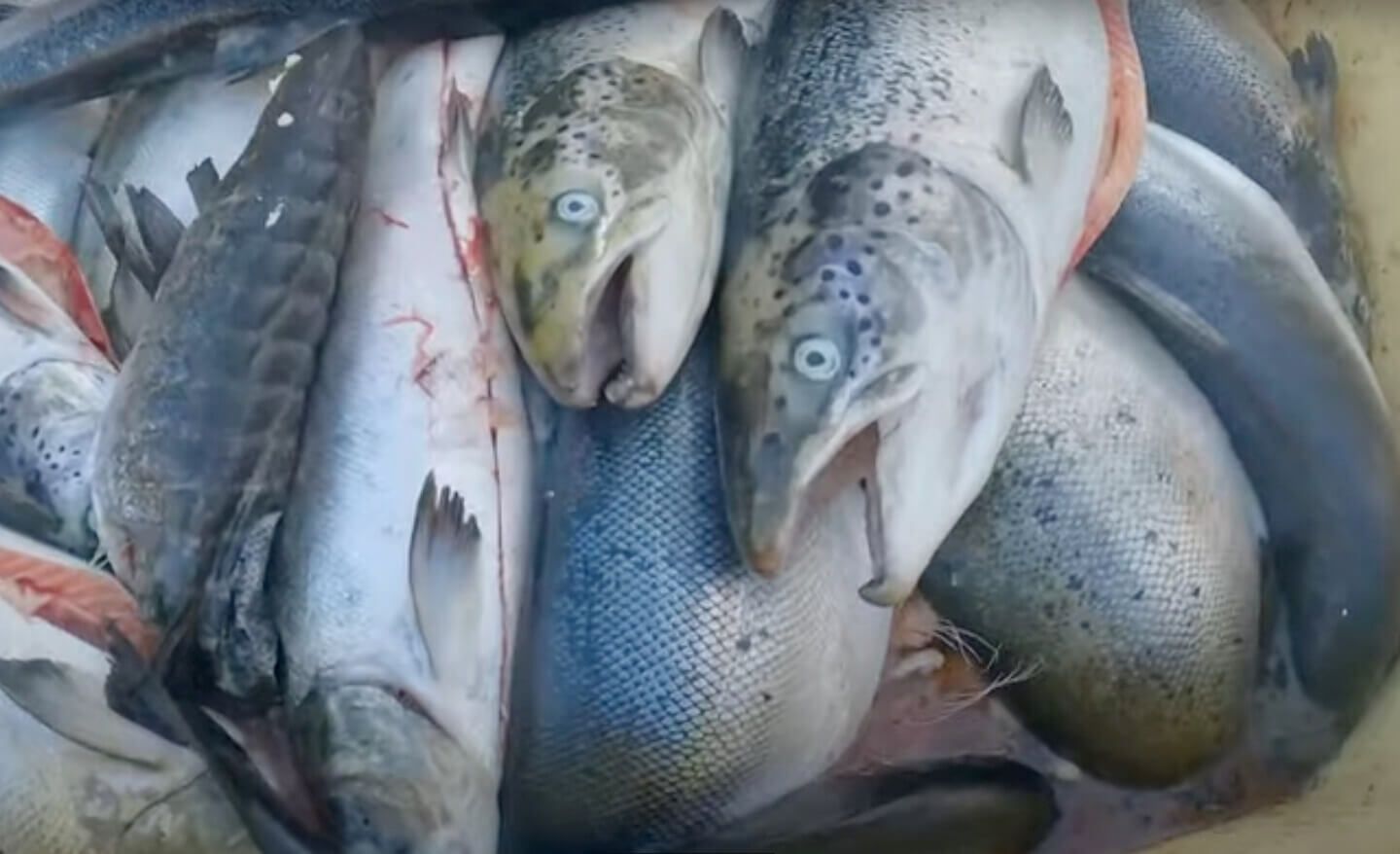 Dead salmon piled on top of each other