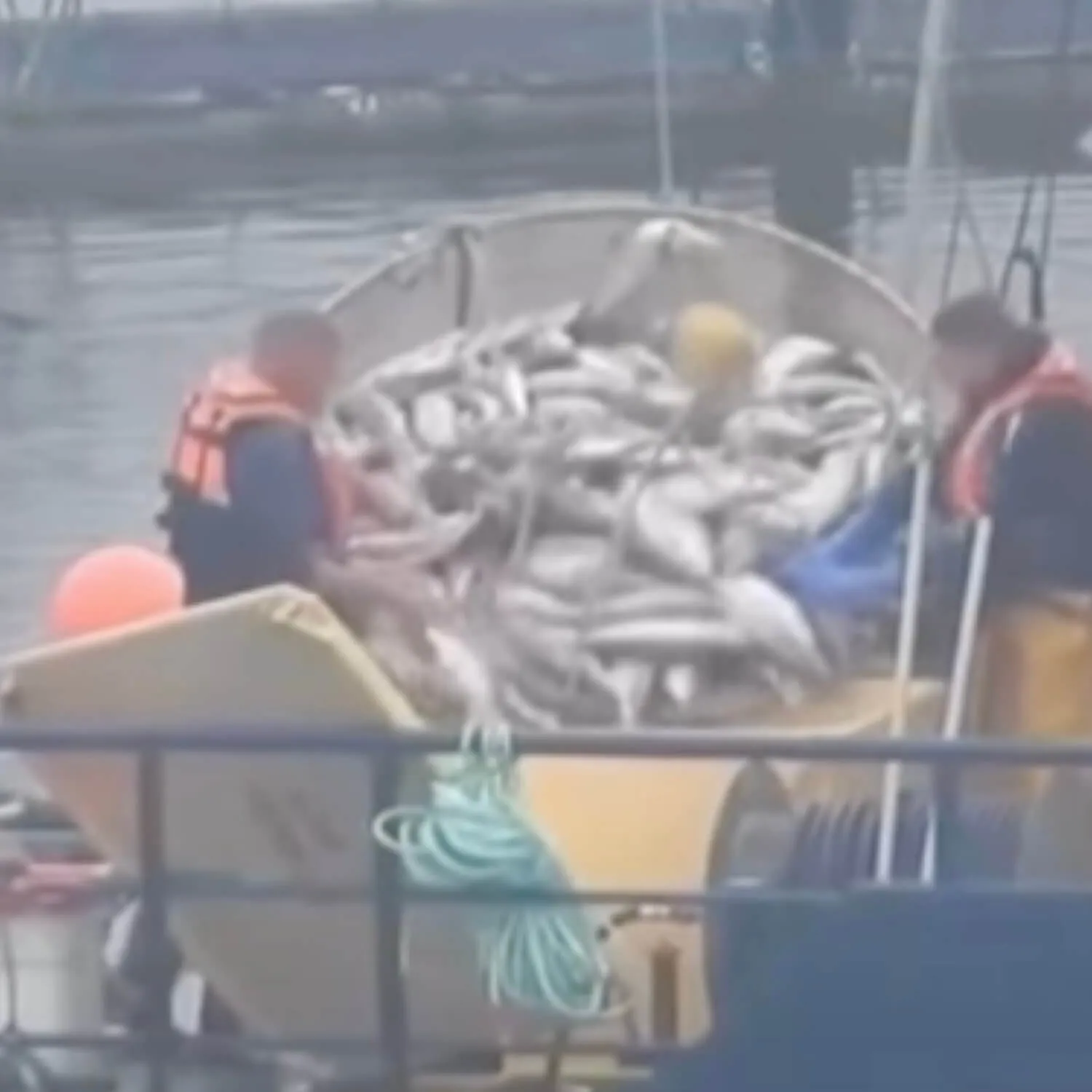 Footage reveals huge numbers of dead fish being removed from salmon farm hours before politicians arrive for ‘fact-finding tour’