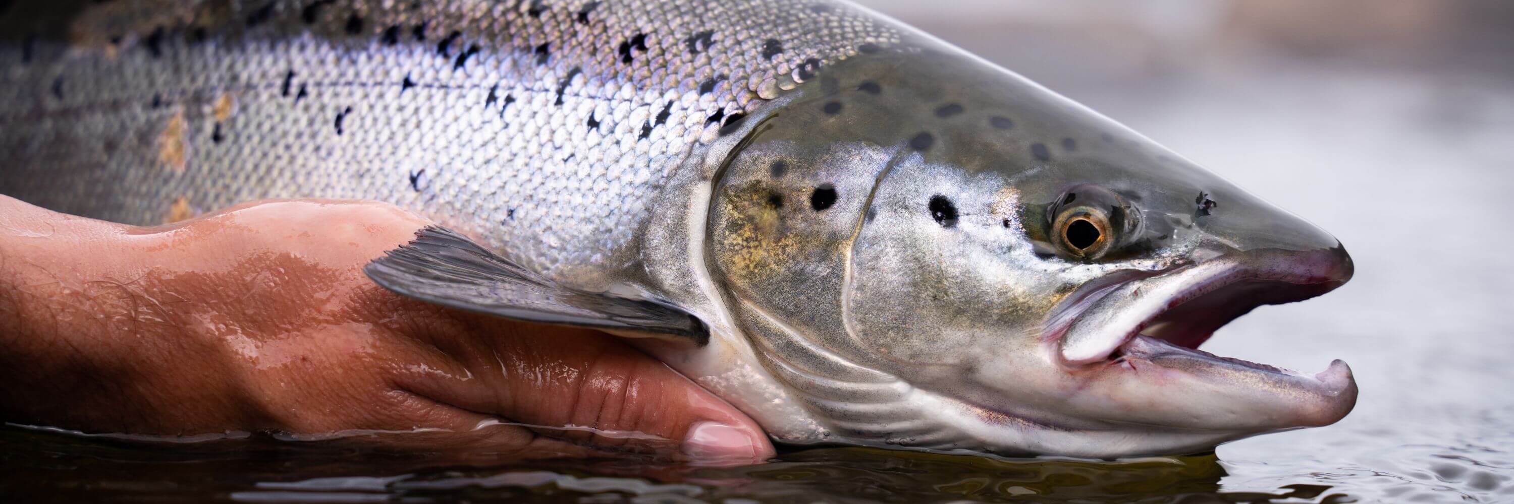 Dying salmon outside of the water