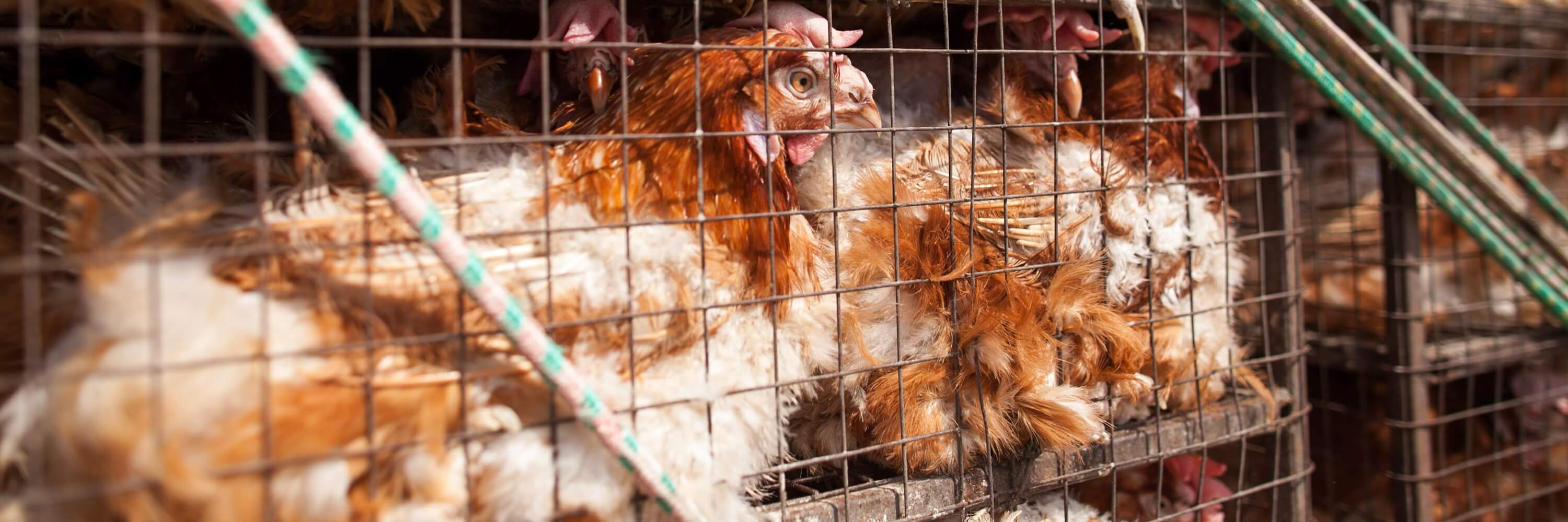 Hens trapped in cages