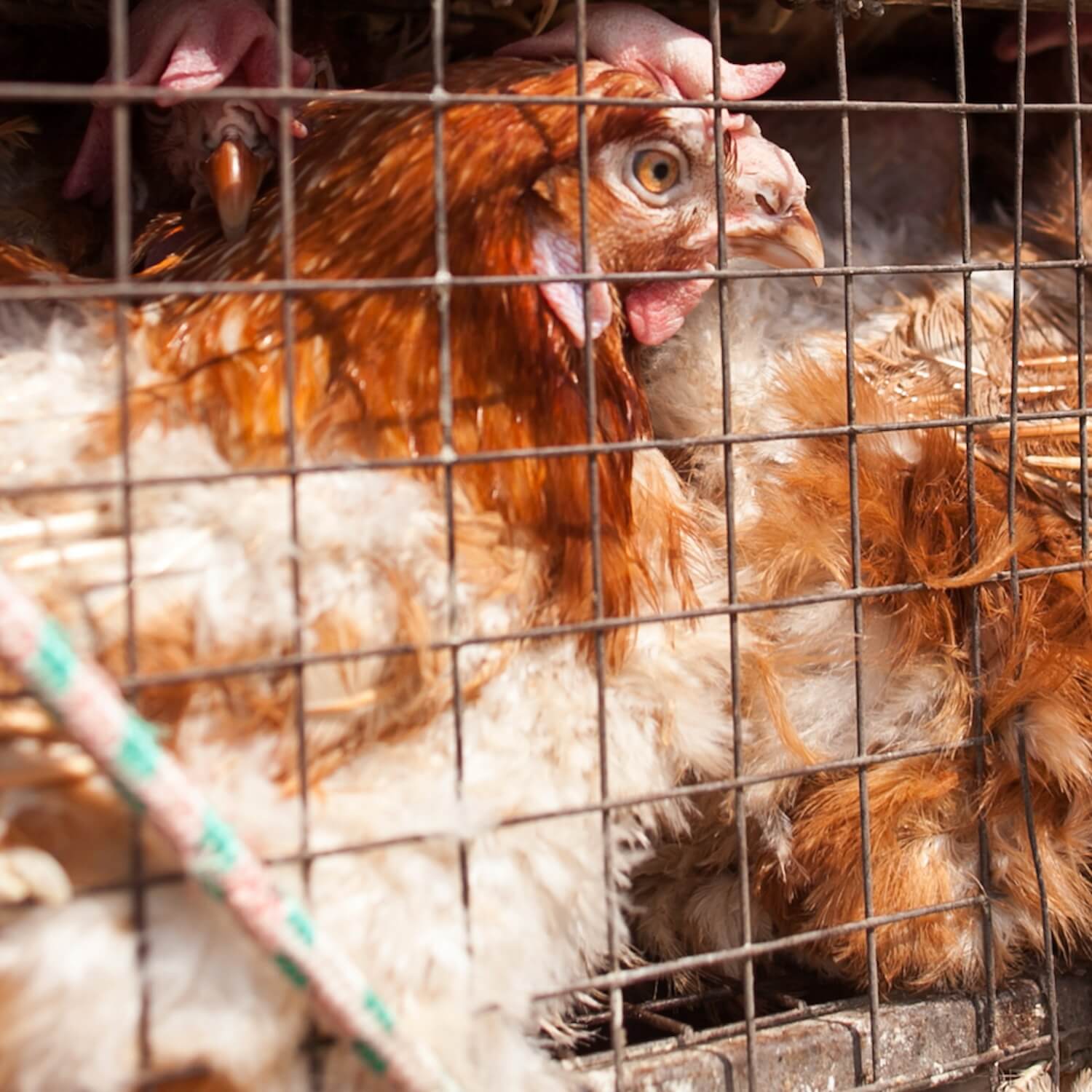 Hen in cage