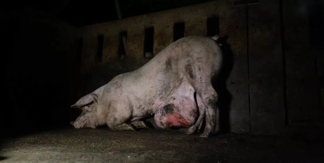 Pig slumped over in distress due to an abscess so large that it drags along the ground. 