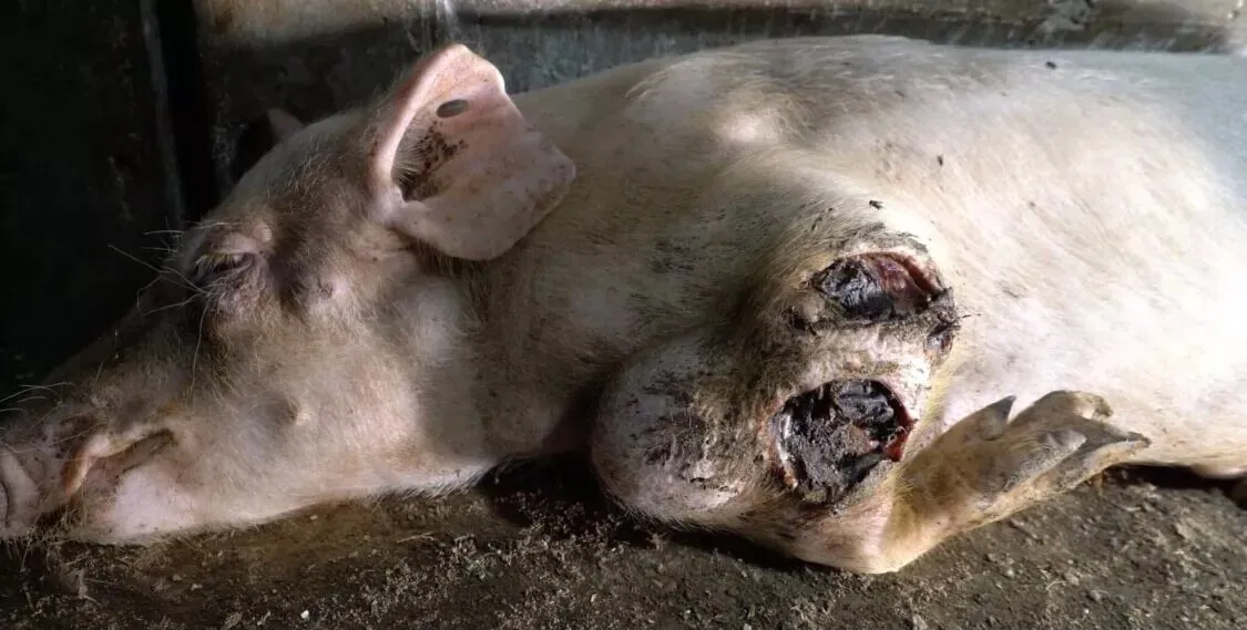 Pig wounded at Hermano Carrasco farm