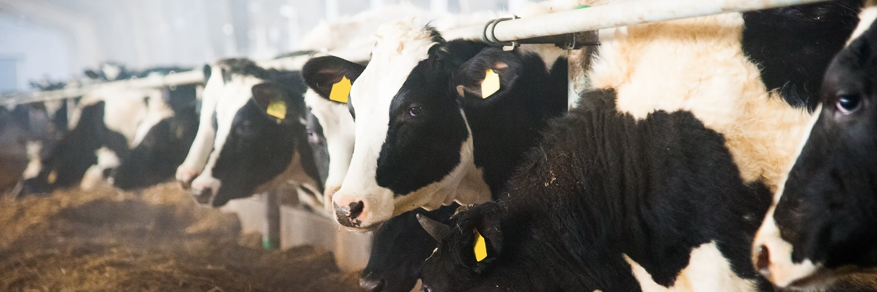 Cows on farm