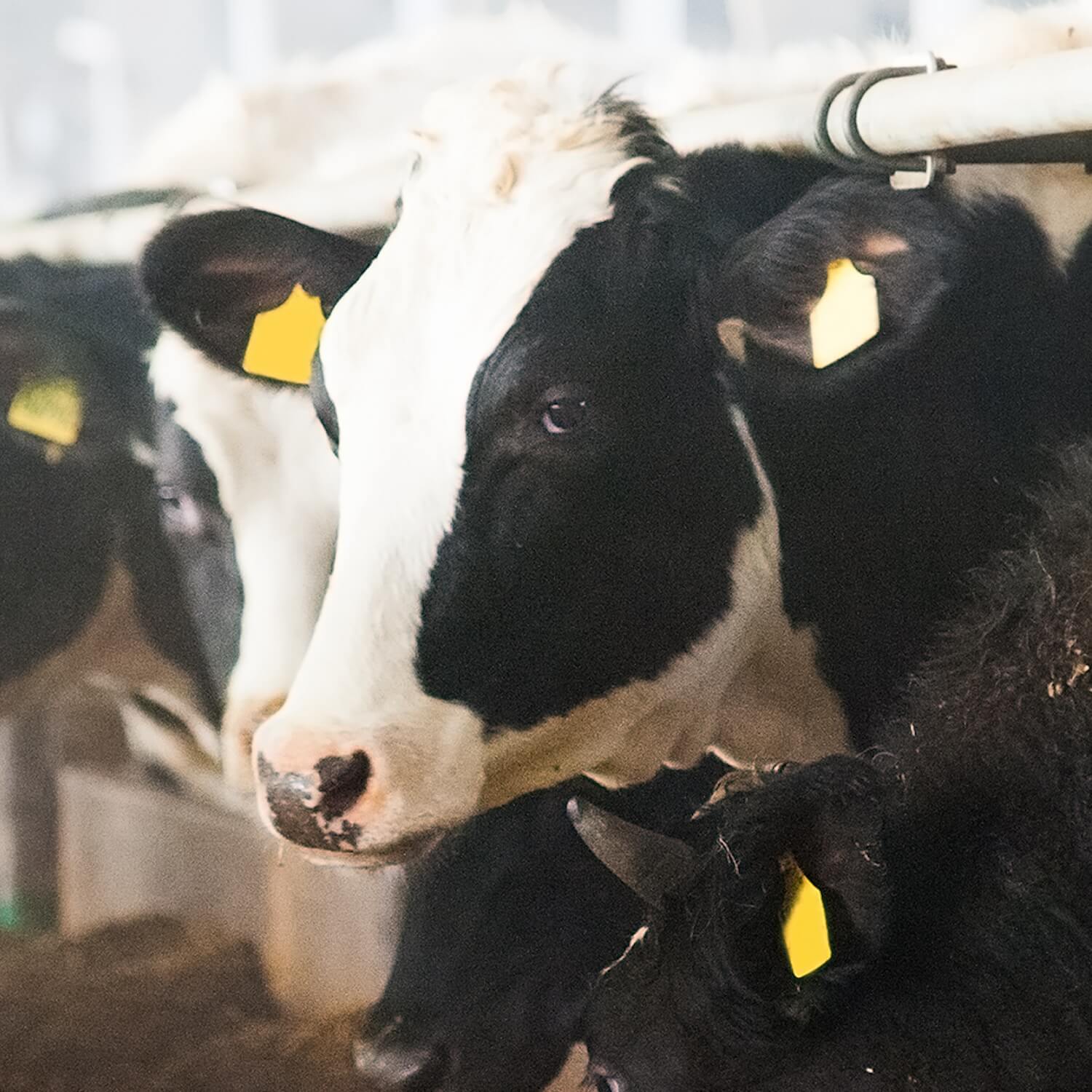 Cows on farm