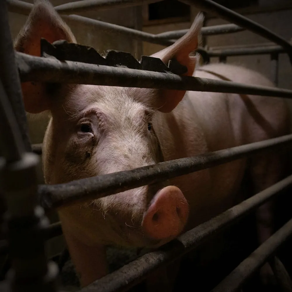 Pig trapped in cage 