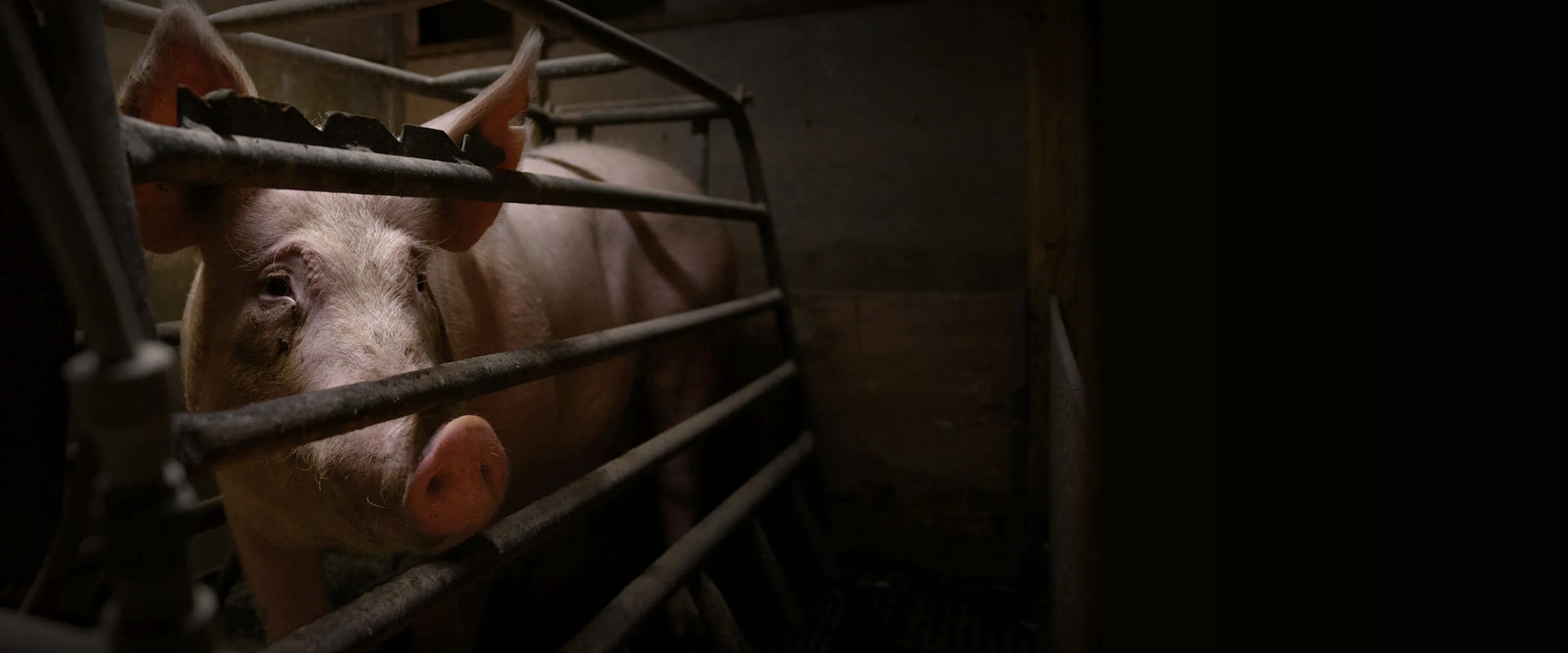 Pig trapped in crate on farm