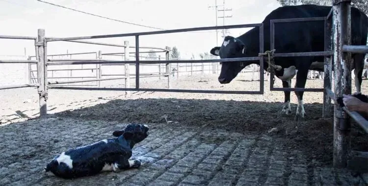 Mother cow separated from calf