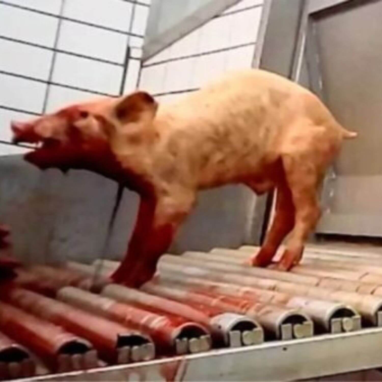 pig cruelty italy 1500 x 1500