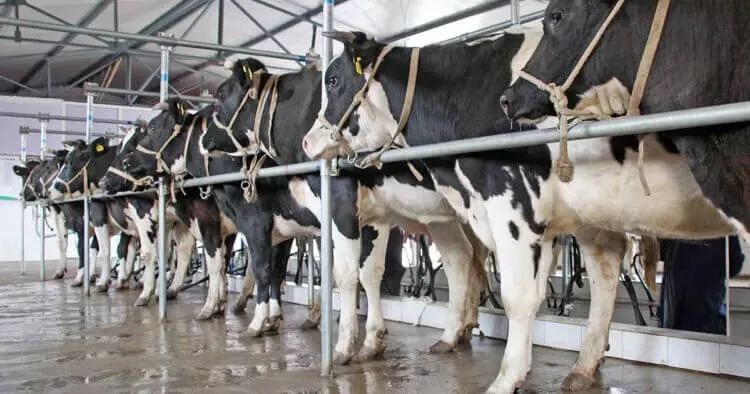 Cows trapped behind bars in line on farm