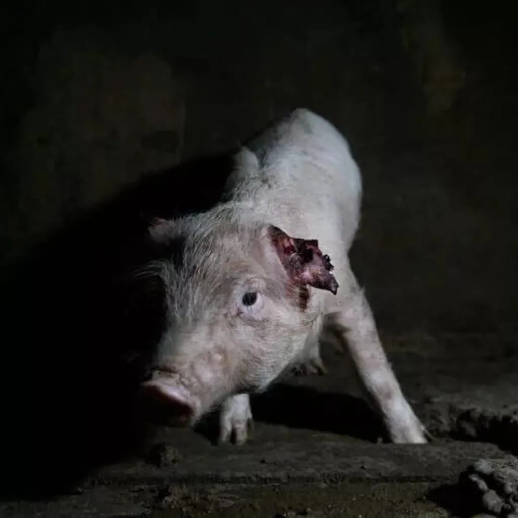 Pig with bleeding ear on Spanish pig farm