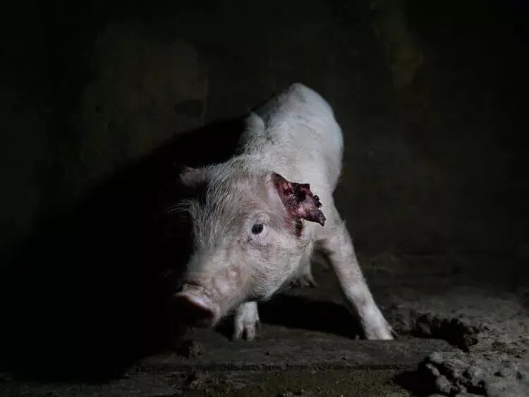 Pig with bleeding ear on Spanish pig farm