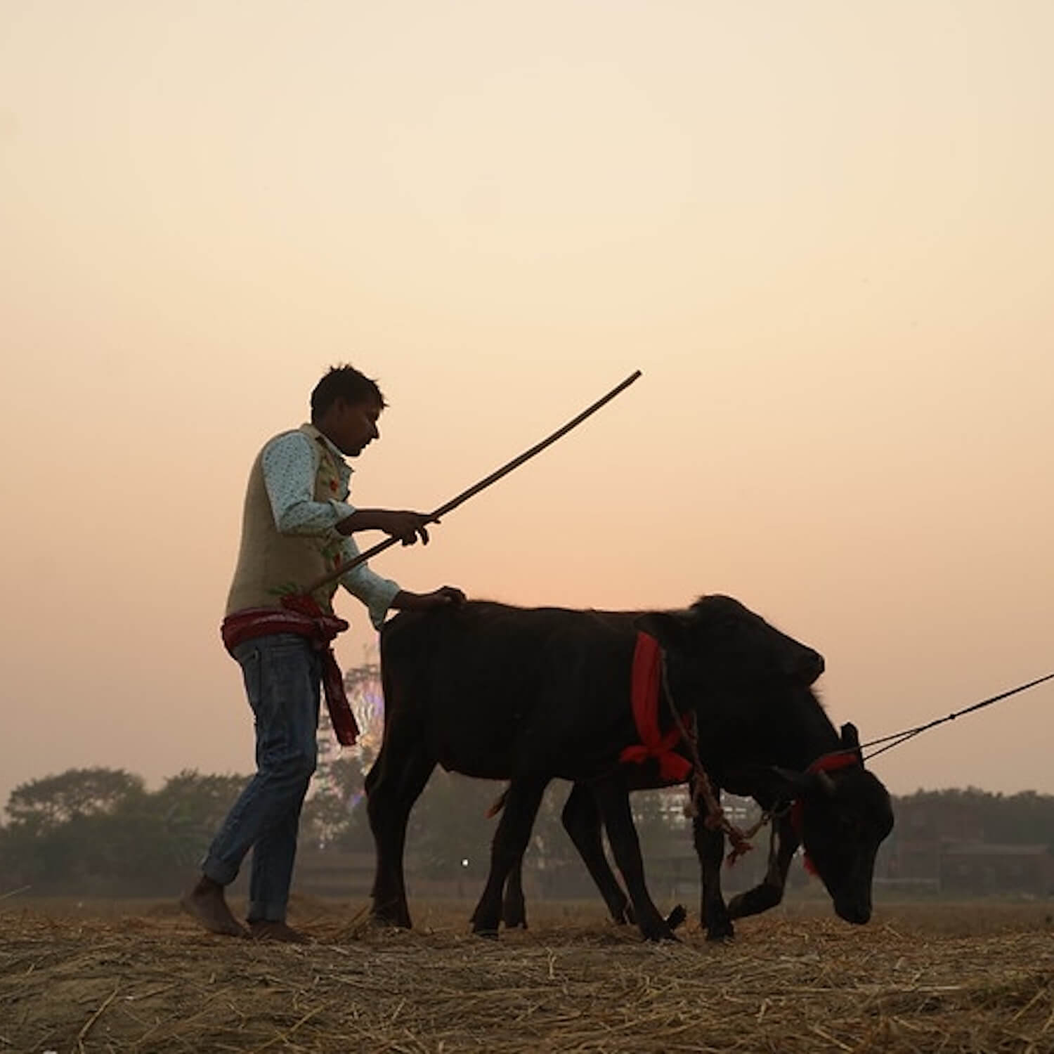 buffalo being pulled to the Gadhimai festival