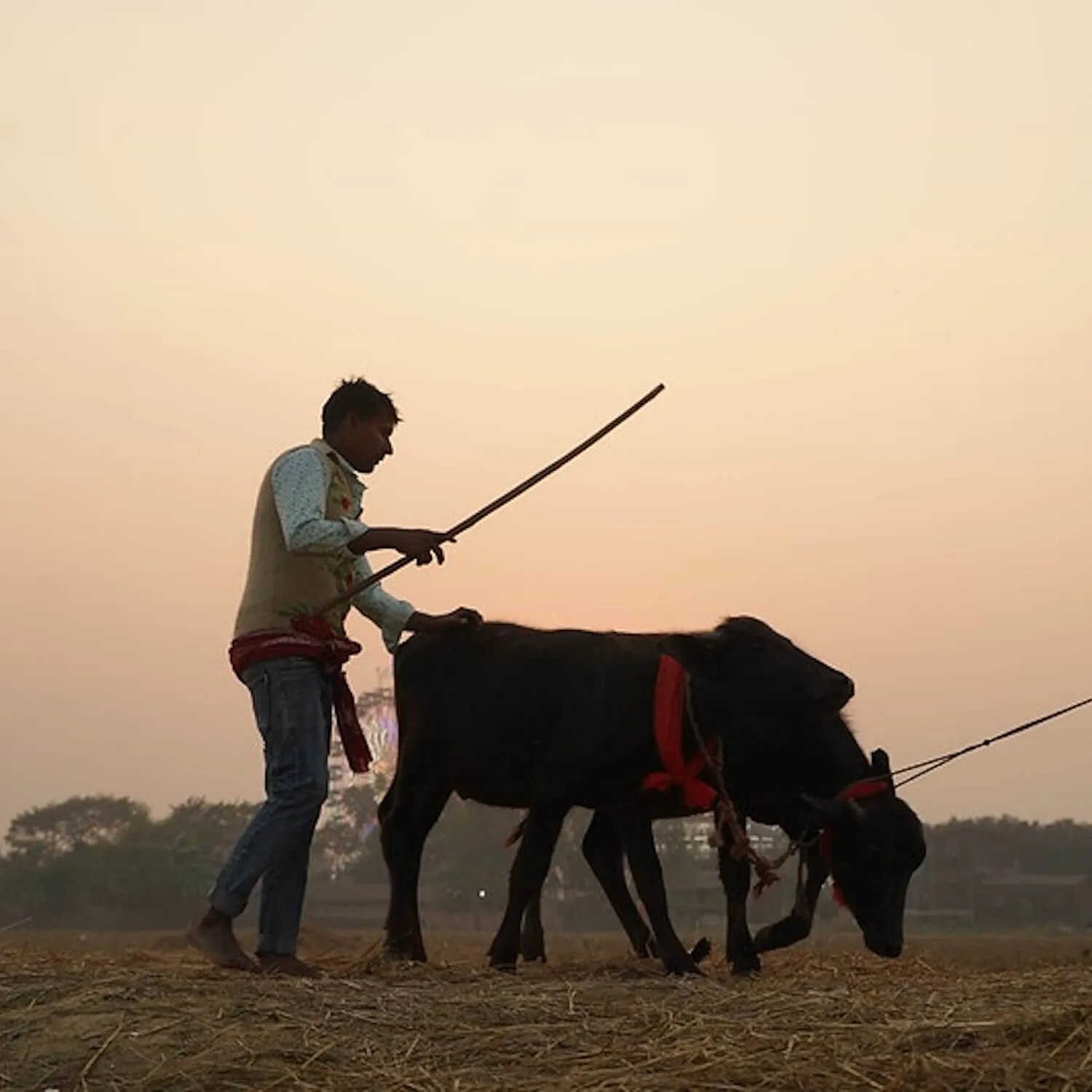 Animal Equality documents mass animal sacrifice at Nepal’s Gadhimai Festival