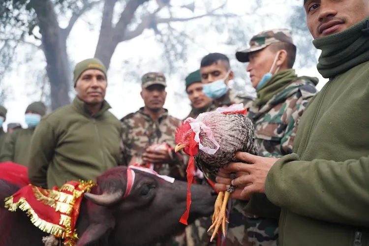 rooster at gadhimai festival 