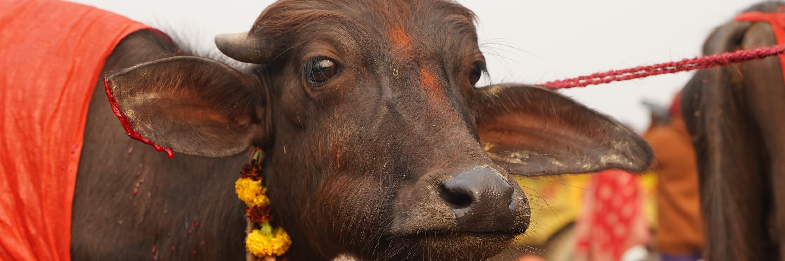 Buffalo at the 2024 Gadhimai Festival