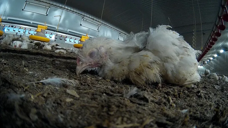 Chicken face down at Moy Park farm