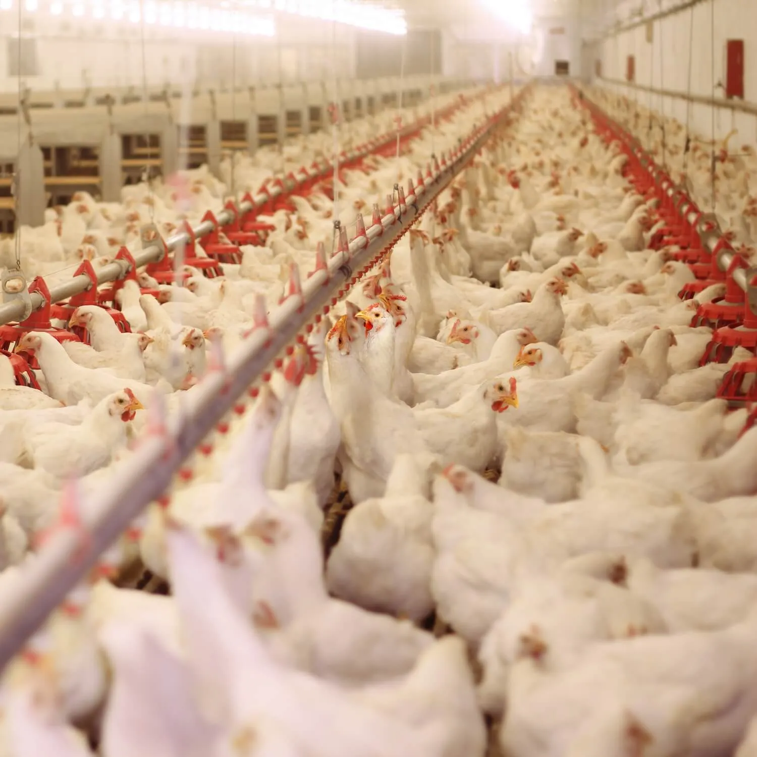 Avian flu update: factory farming is a danger to animals and humans alike