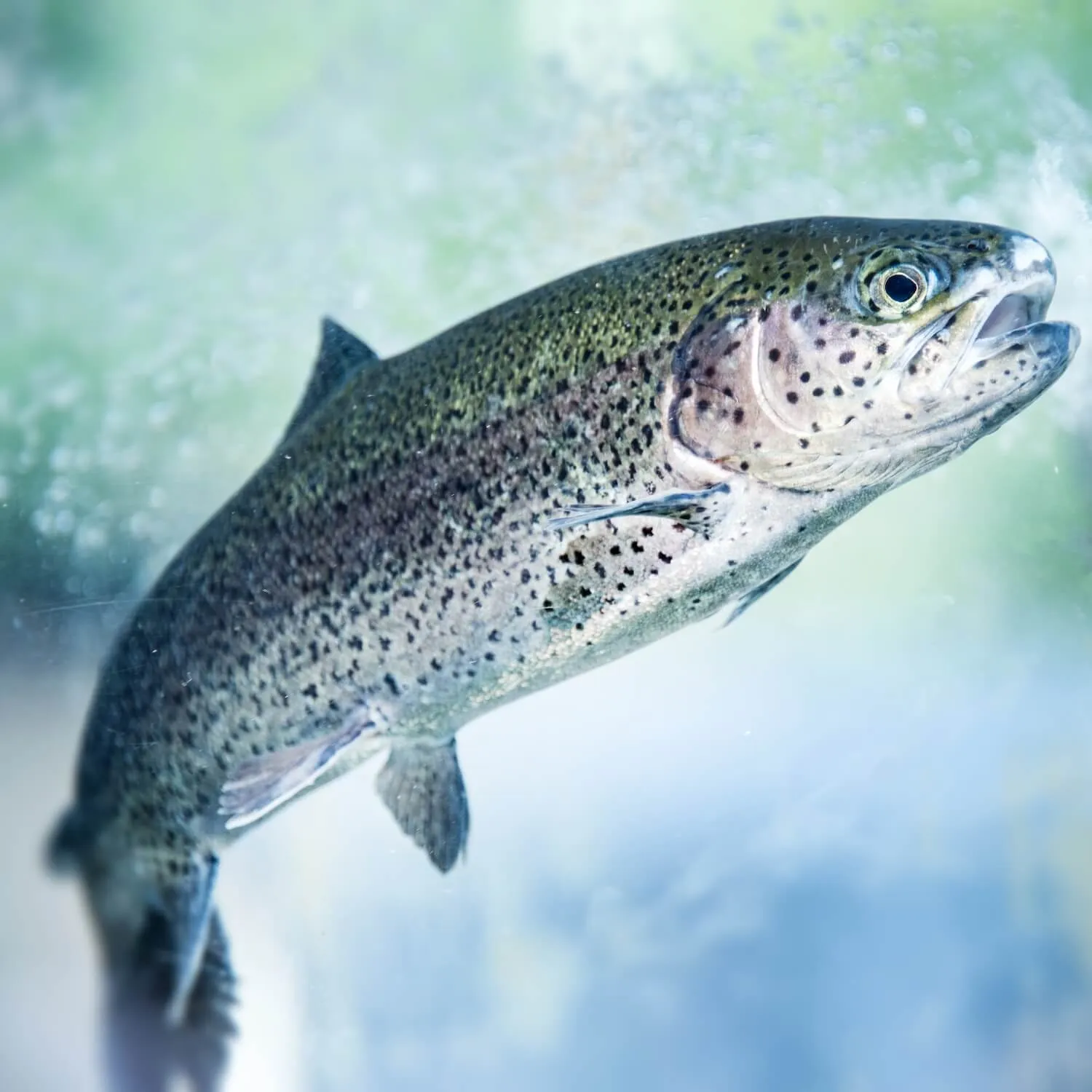 ‘Farmed’ removed from Scottish salmon labels