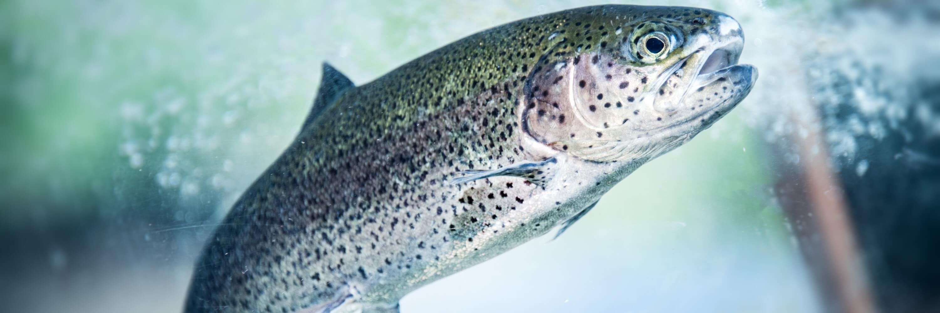 A fish swimming
