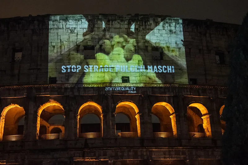 stop male chick culling projection onto the Colosseum