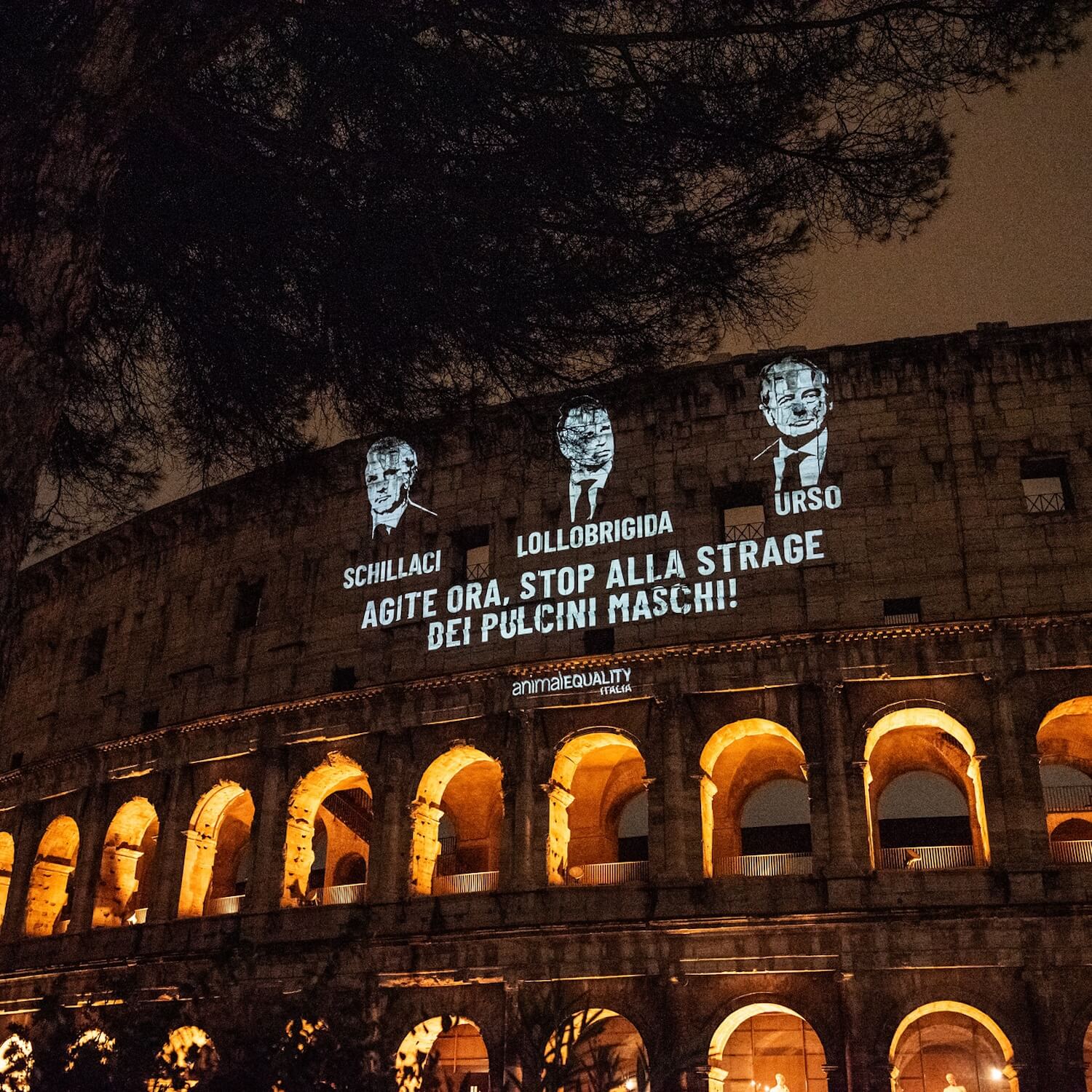 stop male chick culling projection onto the Colosseum