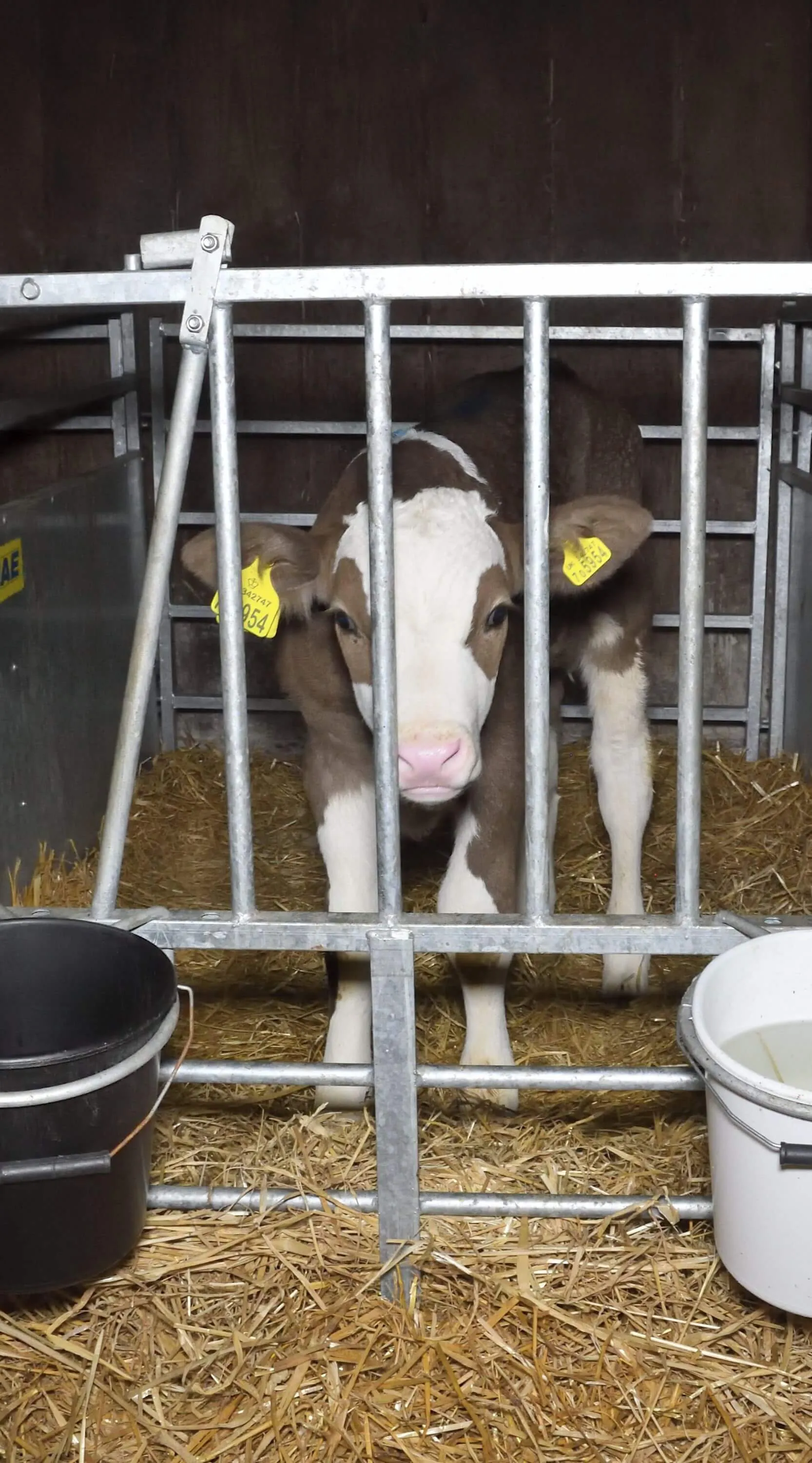 cow used for dairy on madox farm
