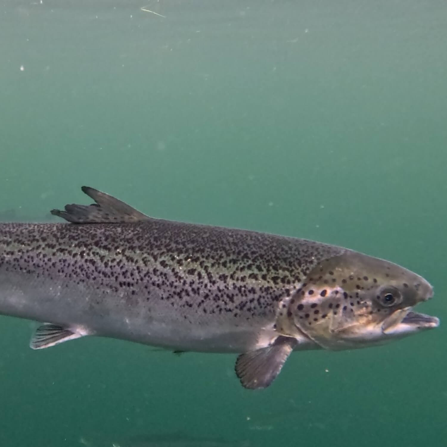 Salmon with missing tail