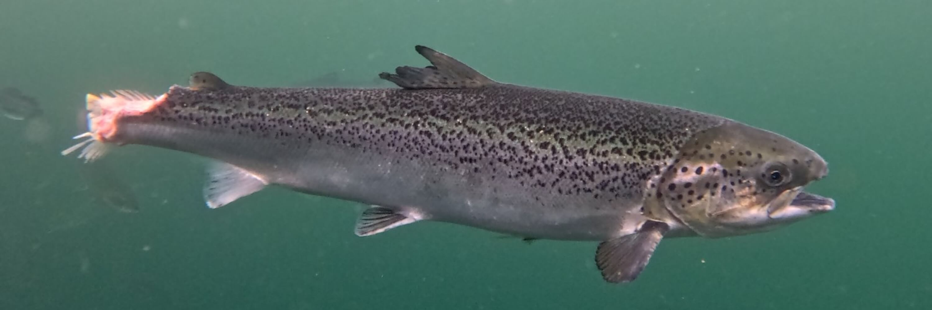 Salmon with missing tail