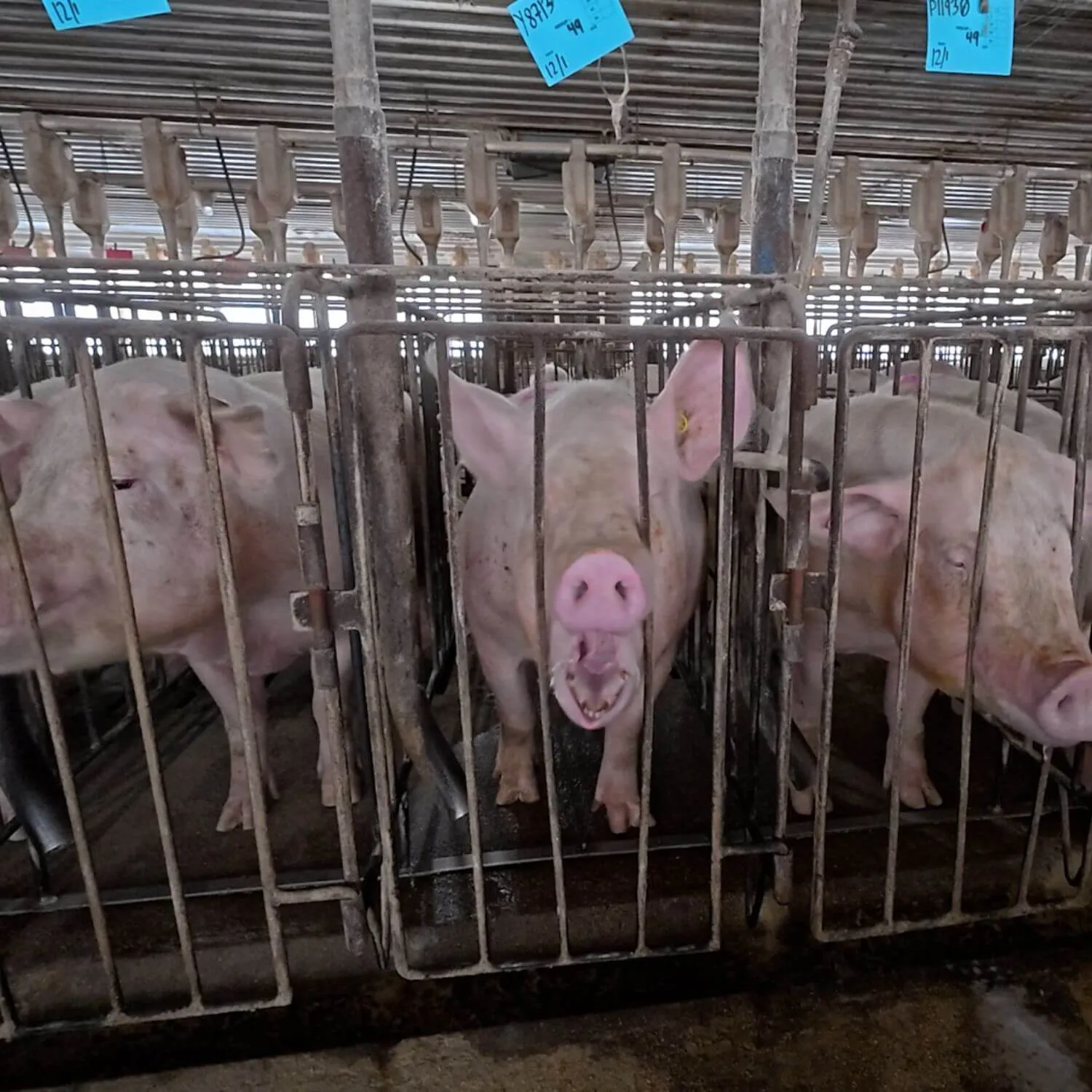 Investigation: Caged pigs exposed on farm tied to major US grocers