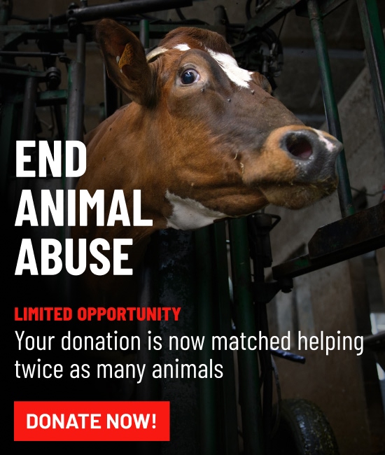 Newsletter Subscription Thank You Page 2