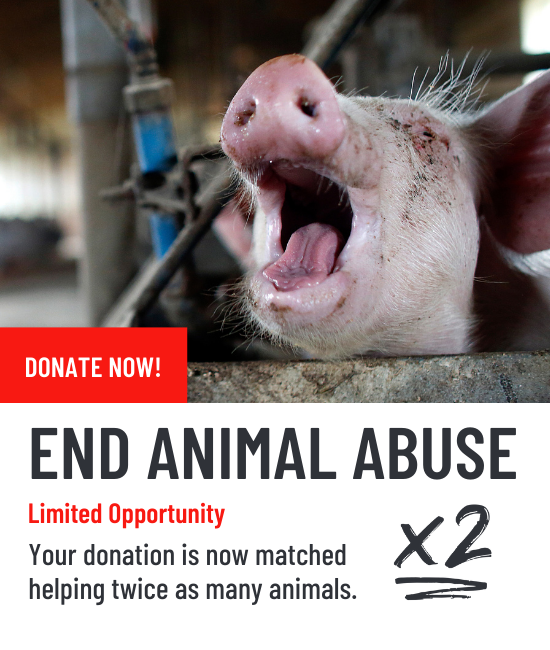 Pig in anguish