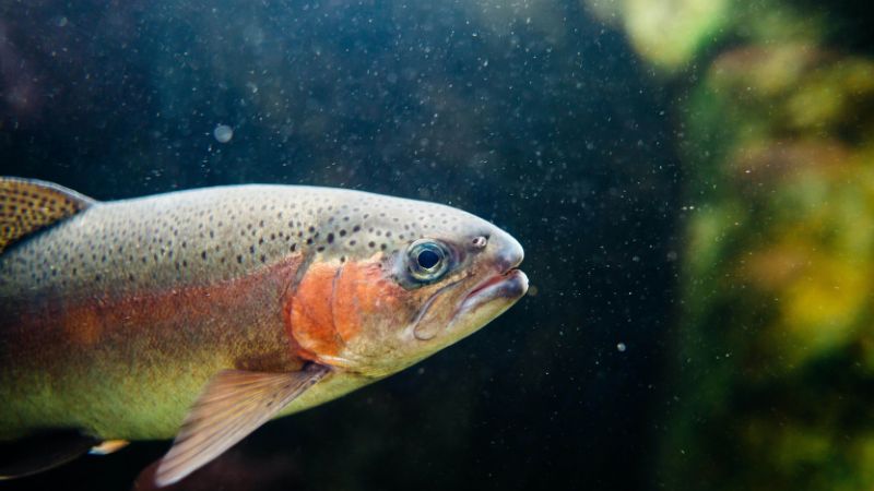 Rainbow Trout