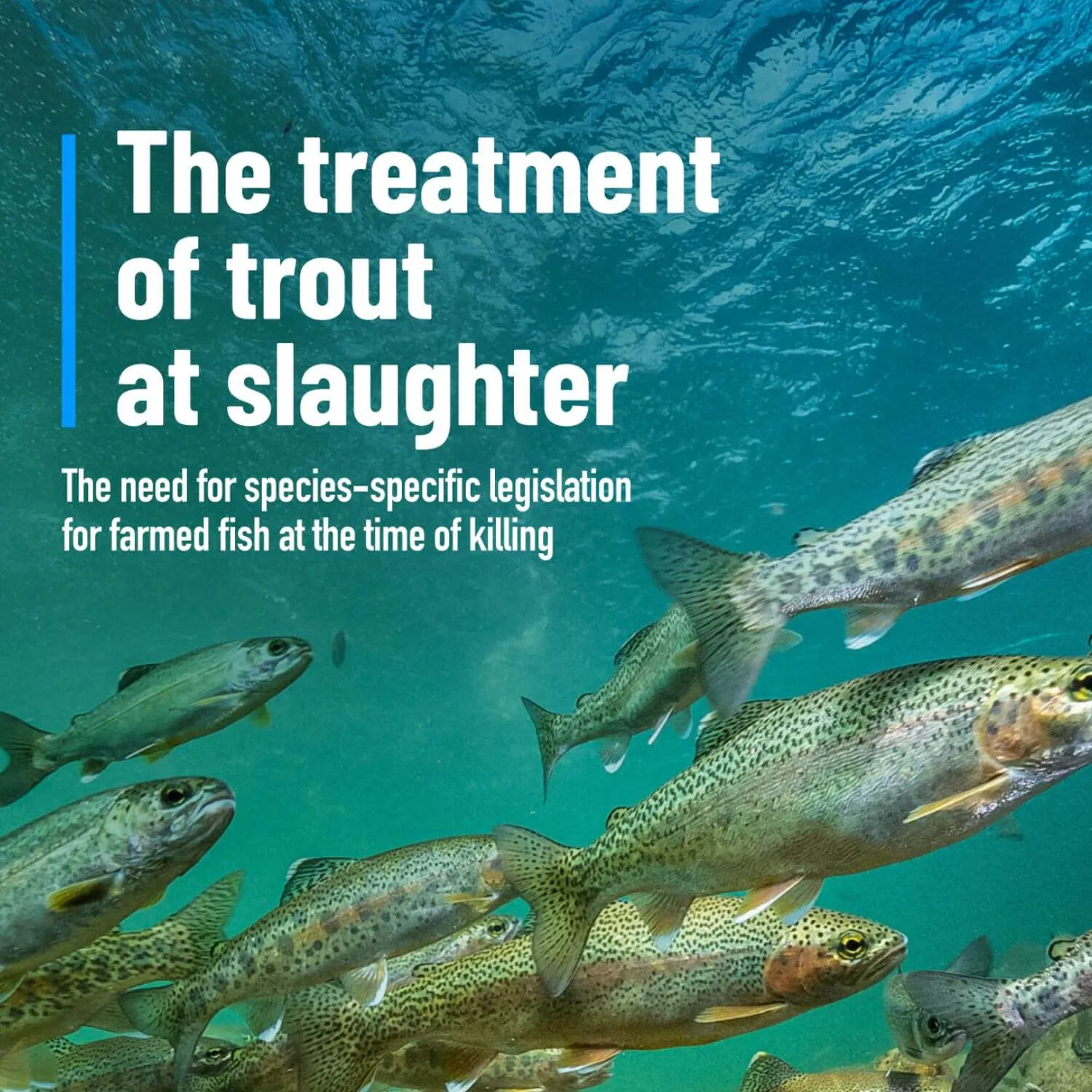Animal Equality report exposes failure of laws to protect trout