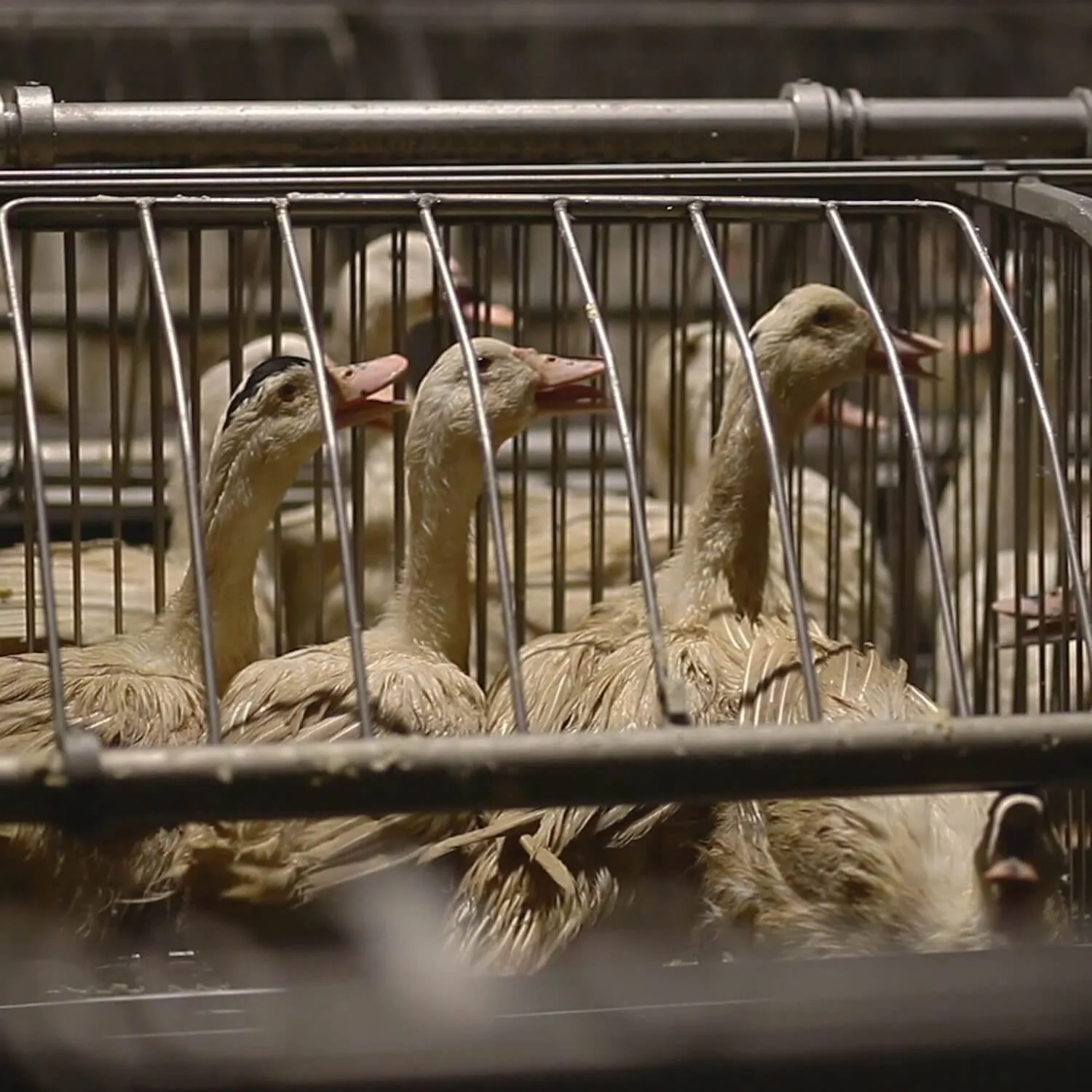 500 Days Since the UK Government Committed to a Foie Gras Import Ban