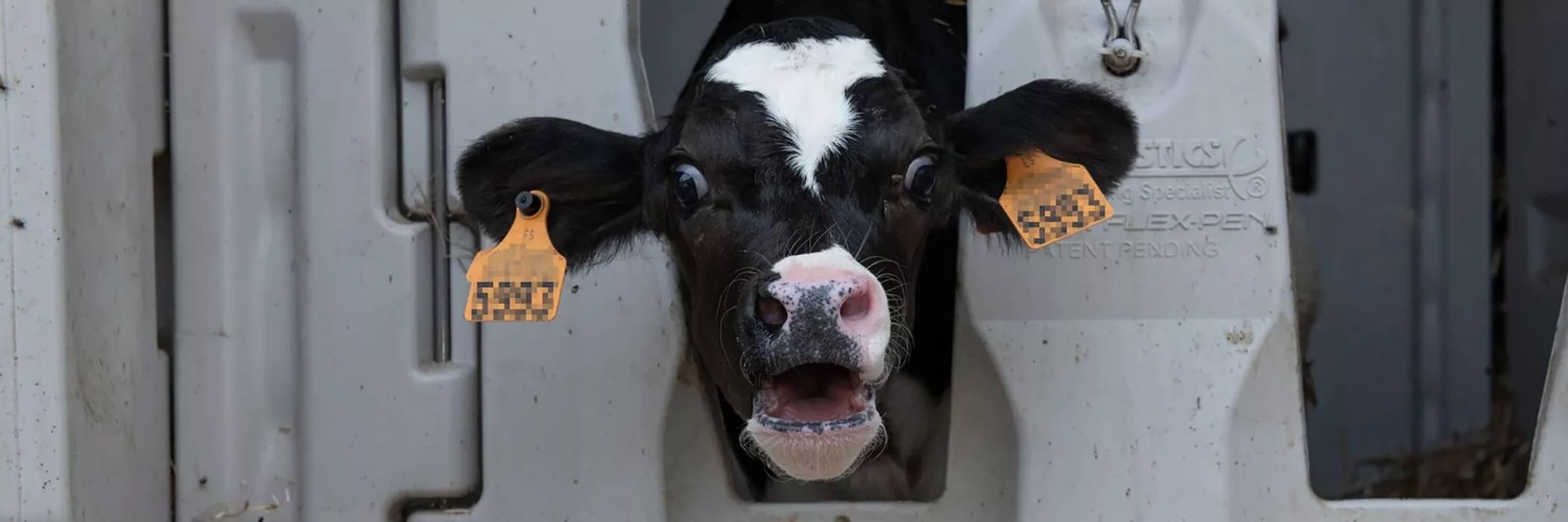 cow trapped in machine