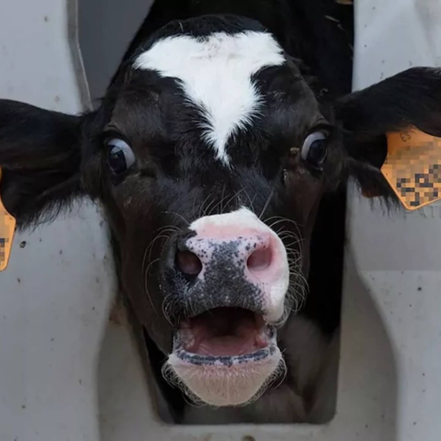 cow trapped in machine