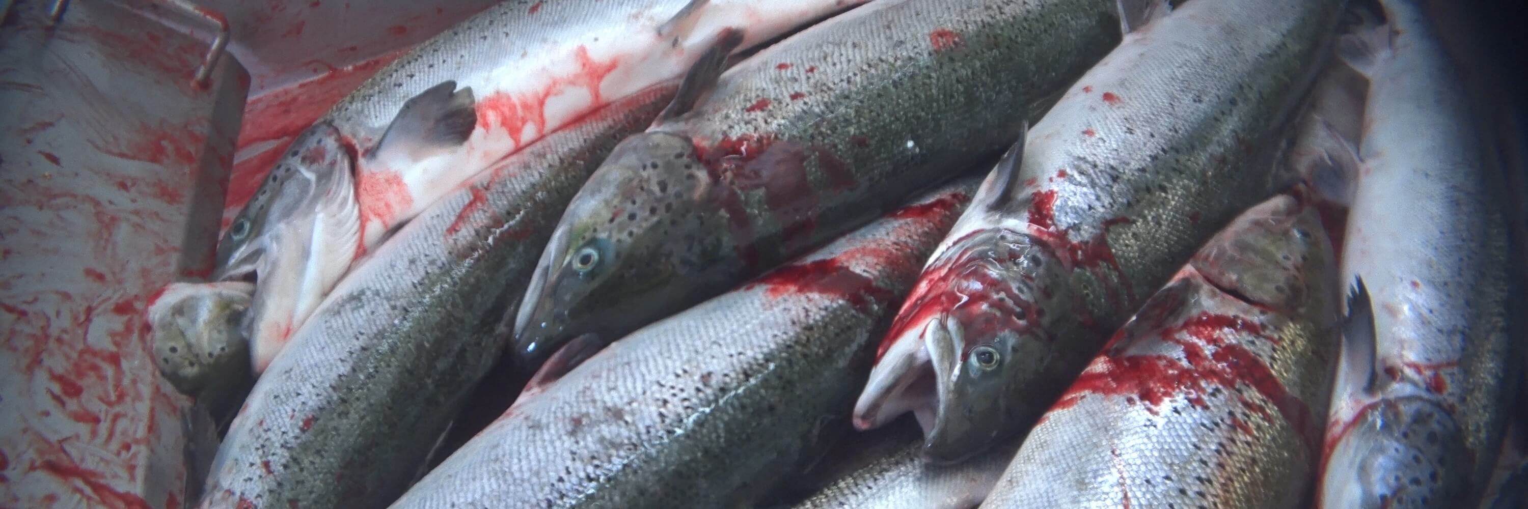 dead fish at Scottish salmon slaughterhouse
