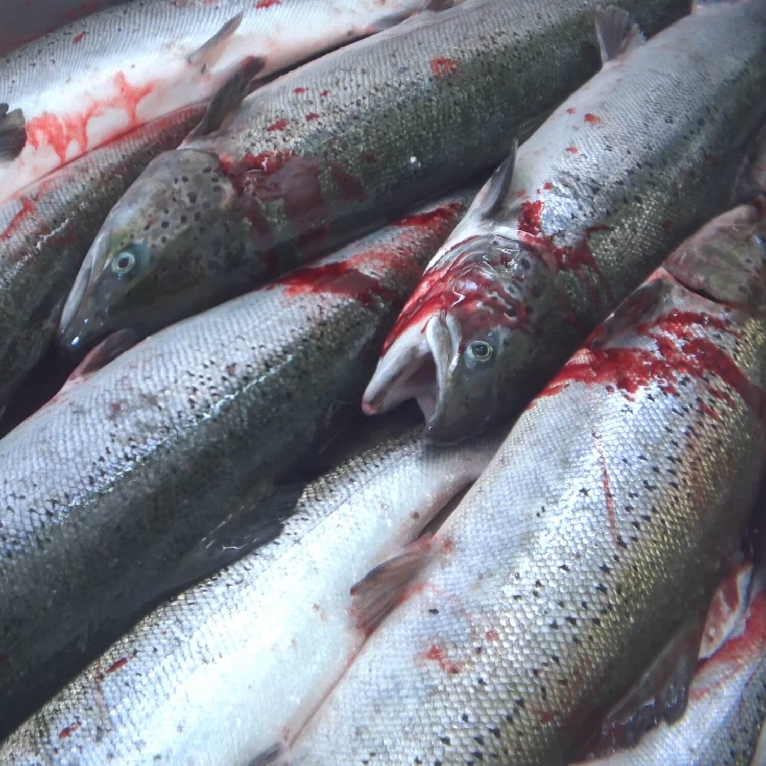 dead fish at Scottish salmon slaughterhouse