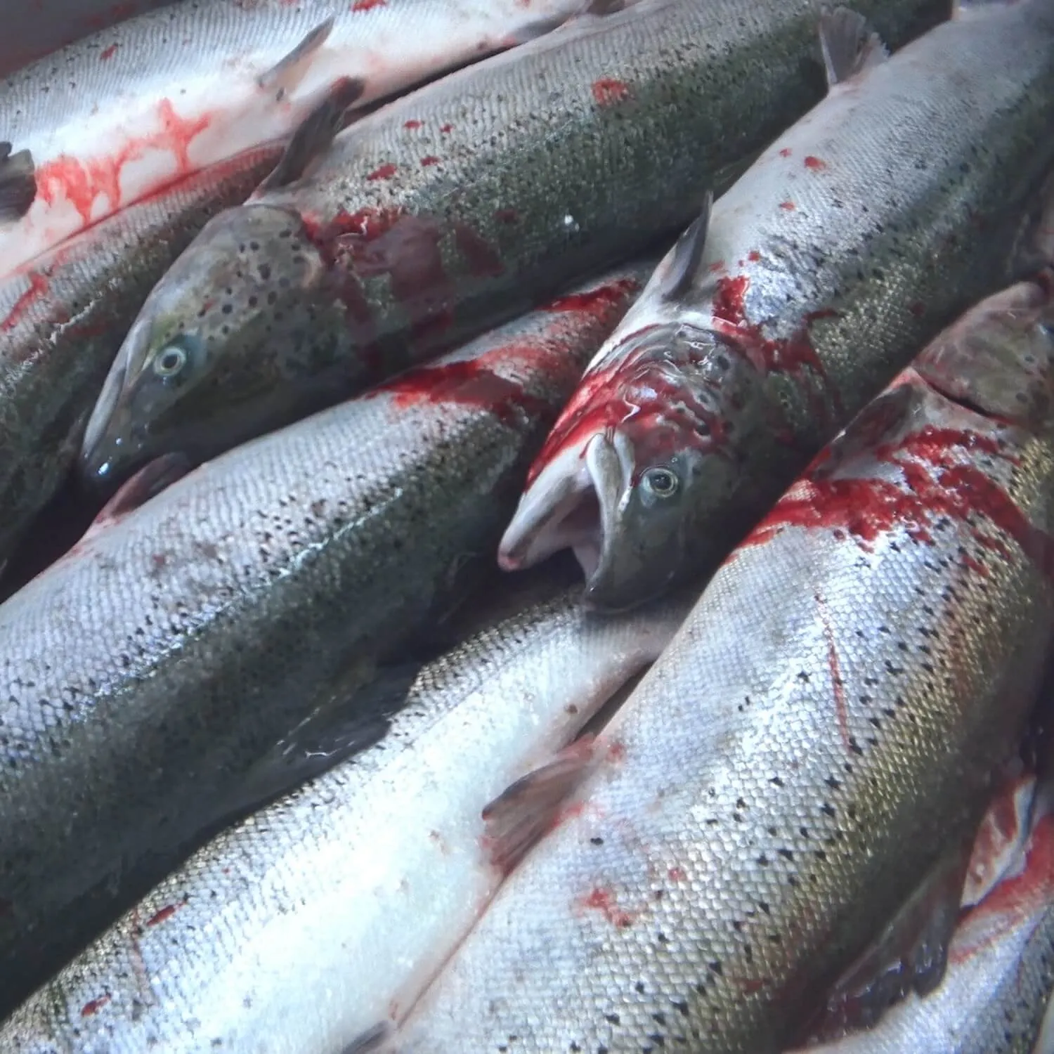 dead fish at Scottish salmon slaughterhouse