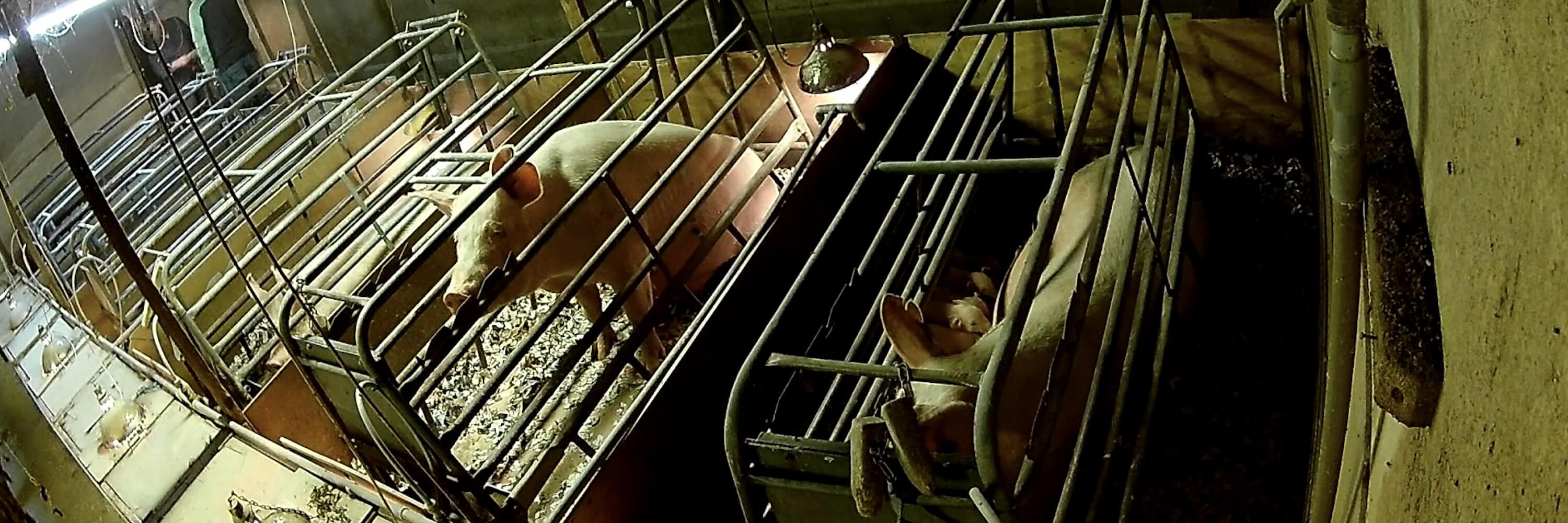 mother pigs confined in cages