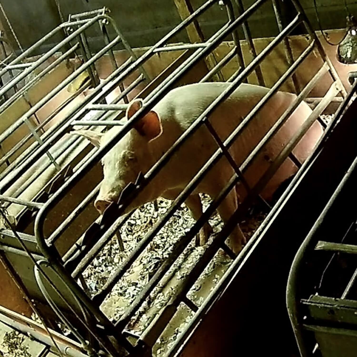 mother pigs confined in cages