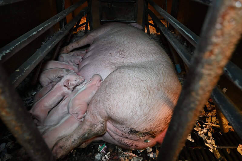 mother pig and piglets in cage