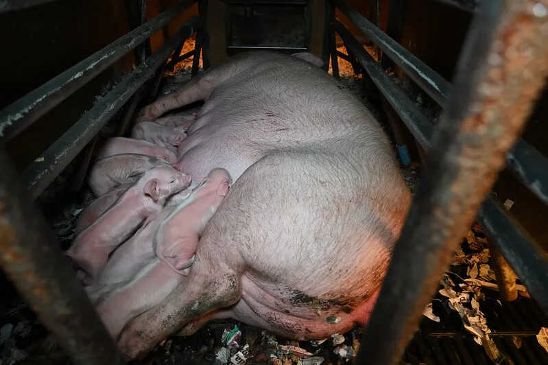 mother pig and piglets in cage
