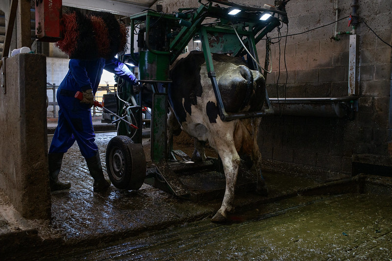cow trapped in hoof trimming device