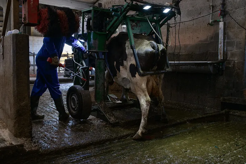 cow trapped in hoof trimming device