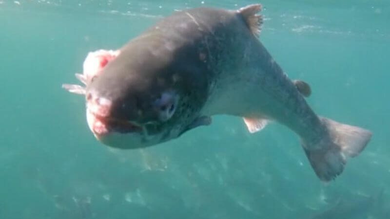 Diseased salmon UK farm 800x450