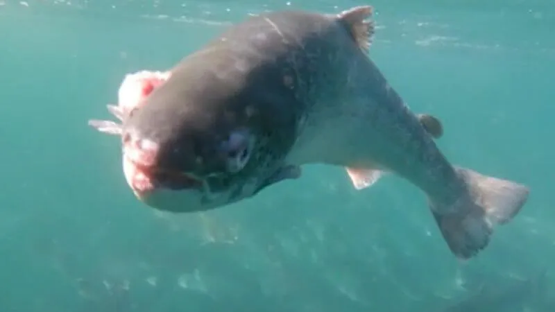 Diseased salmon UK farm 800x450